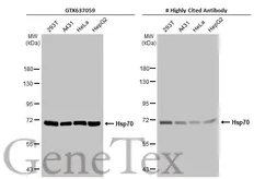 Anti-Hsp70 antibody [HL1580] used in Western Blot (WB). GTX637059