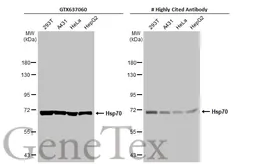 Anti-Hsp70 antibody [HL1581] used in Western Blot (WB). GTX637060
