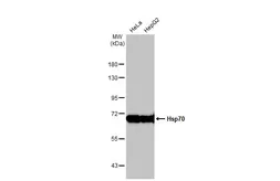 Anti-Hsp70 antibody [HL1581] used in Western Blot (WB). GTX637060