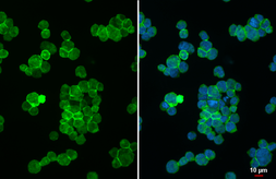 Anti-CD28 antibody [HL1589] used in Immunocytochemistry/ Immunofluorescence (ICC/IF). GTX637068
