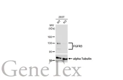 Anti-FGFR3 antibody [HL1595] used in Western Blot (WB). GTX637074