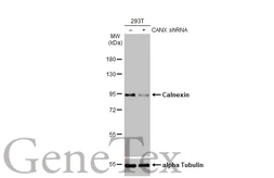 Anti-Calnexin antibody [HL1598] used in Western Blot (WB). GTX637077