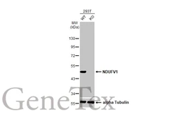 Anti-NDUFV1 antibody [HL1600] used in Western Blot (WB). GTX637079
