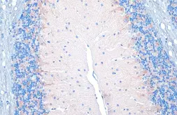 Anti-VGAT antibody [HL1616] used in IHC (Paraffin sections) (IHC-P). GTX637107