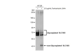 Anti-SLC1A5 antibody [HL1617] used in Western Blot (WB). GTX637108