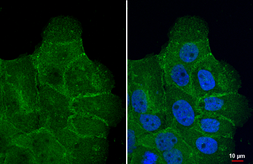 Anti-SLC1A5 antibody [HL1617] used in Immunocytochemistry/ Immunofluorescence (ICC/IF). GTX637108