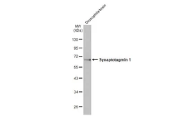 Anti-Synaptotagmin 1 antibody [HL1626] used in Western Blot (WB). GTX637119