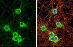 Anti-Synaptotagmin 1 antibody [HL1626] used in Immunocytochemistry/ Immunofluorescence (ICC/IF). GTX637119