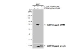 Anti-STAM antibody [HL1635] used in Western Blot (WB). GTX637128
