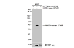 Anti-STAM antibody [HL1637] used in Western Blot (WB). GTX637130