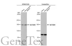 Anti-SETDB1 antibody [HL1645] used in Western Blot (WB). GTX637226