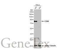 Anti-CD44 antibody [HL1650] used in Western Blot (WB). GTX637231