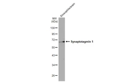 Anti-Synaptotagmin 1 antibody [HL1654] used in Western Blot (WB). GTX637252