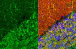 Anti-MAP2 antibody [HL1655] used in IHC (Paraffin sections) (IHC-P). GTX637253