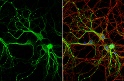 Anti-MAP2 antibody [HL1655] used in Immunocytochemistry/ Immunofluorescence (ICC/IF). GTX637253