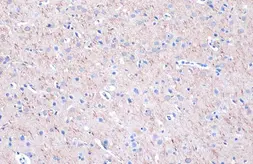 Anti-MAP2 antibody [HL1655] used in IHC (Paraffin sections) (IHC-P). GTX637253