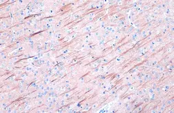 Anti-MAP2 antibody [HL1656] used in IHC (Paraffin sections) (IHC-P). GTX637254