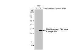 Anti-Zika virus NS4B protein antibody [HL1663] used in Western Blot (WB). GTX637261