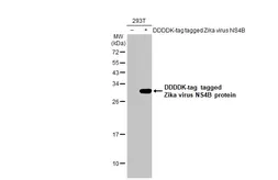 Anti-Zika virus NS4B protein antibody [HL1663] used in Western Blot (WB). GTX637261
