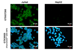 Anti-CD81 antibody [HL1667] used in Immunocytochemistry/ Immunofluorescence (ICC/IF). GTX637265