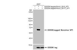 Anti-Norovirus VP1 antibody [HL1672] used in Western Blot (WB). GTX637271