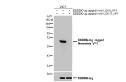Anti-Norovirus VP1 antibody [HL1672] used in Western Blot (WB). GTX637271