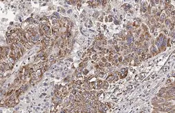 Anti-HCK antibody [HL1673] used in IHC (Paraffin sections) (IHC-P). GTX637272