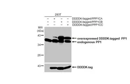Anti-PP1 antibody [HL1677] used in Western Blot (WB). GTX637276