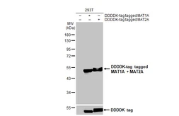 Anti-MAT1A + MAT2A antibody [HL1679] used in Western Blot (WB). GTX637278