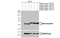 Anti-alpha Amylase antibody [HL1681] used in Western Blot (WB). GTX637280