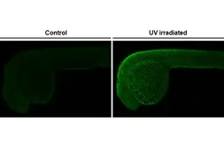 Anti-Histone H2A.XS139ph (phospho Ser139) antibody [HL1689] used in IHC (Whole mount) (IHC-Wm). GTX637288