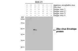 Anti-Zika virus Envelope protein antibody [HL1699] used in Western Blot (WB). GTX637298