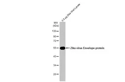 Anti-Zika virus Envelope protein antibody [HL1699] used in Western Blot (WB). GTX637298