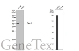 Anti-TAL1 antibody [HL1703] used in Western Blot (WB). GTX637302