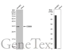 Anti-CD252 antibody [HL1711] used in Western Blot (WB). GTX637310