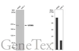 Anti-VIRMA antibody [HL1719] used in Western Blot (WB). GTX637318