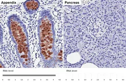 Anti-MUC2 antibody [HL1724] used in IHC (Paraffin sections) (IHC-P). GTX637372