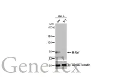 Anti-B-Raf antibody [HL1735] used in Western Blot (WB). GTX637383