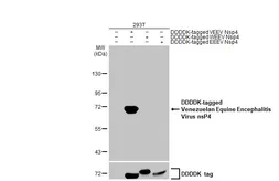 Anti-Venezuelan Equine Encephalitis Virus nsP4 antibody [HL1741] used in Western Blot (WB). GTX637389