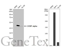 Anti-C/EBP alpha antibody [HL1747] used in Western Blot (WB). GTX637397
