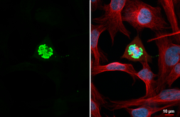 Anti-Histone H3S10ph (phospho Ser10) antibody [HL1752] used in Immunocytochemistry/ Immunofluorescence (ICC/IF). GTX637402