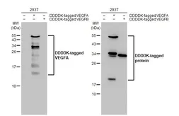 Anti-VEGFA antibody [HL1755] used in Western Blot (WB). GTX637405