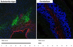 Anti-Tyrosine Hydroxylase antibody [HL1762] used in IHC (Frozen sections) (IHC-Fr). GTX637412