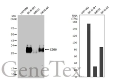 Anti-CD90 antibody [HL1766] used in Western Blot (WB). GTX637416