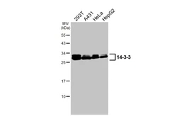 Anti-14-3-3 antibody [HL1776] used in Western Blot (WB). GTX637428