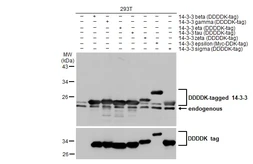 Anti-14-3-3 antibody [HL1776] used in Western Blot (WB). GTX637428