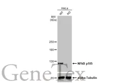 Anti-NFkB p105 antibody [HL1784] used in Western Blot (WB). GTX637436