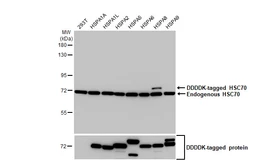 Anti-HSC70 antibody [HL1788] used in Western Blot (WB). GTX637440