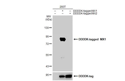 Anti-MX1 antibody [HL1790] used in Western Blot (WB). GTX637442