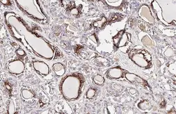 Anti-EPO antibody [HL1794] used in IHC (Paraffin sections) (IHC-P). GTX637446